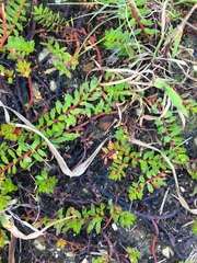 Laurembergia repens