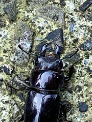 Serrognathus