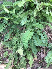 Securigera varia