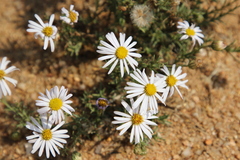 Felicia muricata muricata