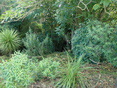 Veronica stricta stricta