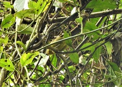 Sphenopsis frontalis