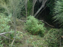 Haloragis erecta erecta