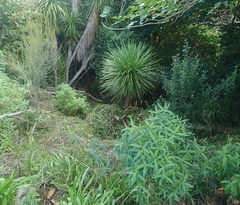 Veronica stricta stricta