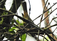 Thlypopsis superciliaris