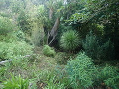 Haloragis erecta erecta