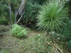 Haloragis erecta erecta