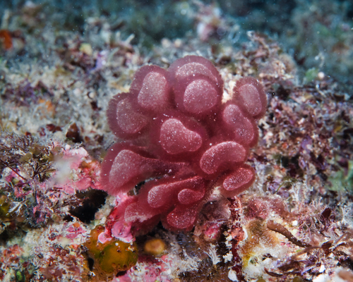Gibsmithia hawaiiensis observed 2021-05-01