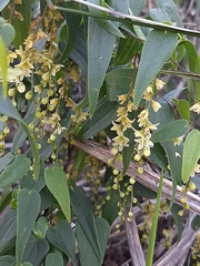 Dioscorea burchellii
