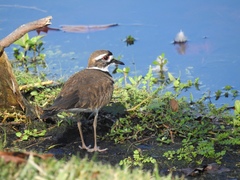 Charadrius vociferus image