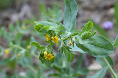 Lithospermum californicum