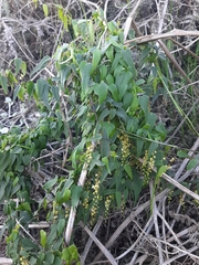 Dioscorea burchellii