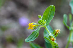 Lithospermum californicum