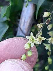 Dioscorea burchellii