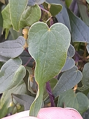 Dioscorea burchellii