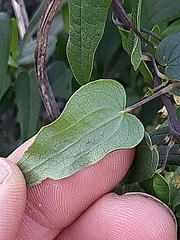 Dioscorea burchellii