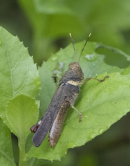 Apalacris varicornis