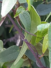 Dioscorea burchellii