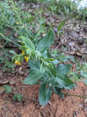 Lithospermum californicum