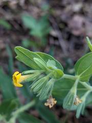 Lithospermum californicum
