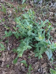 Lithospermum californicum
