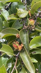 Dendrophthoe pentandra