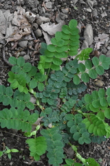 Astragalus glycyphyllos