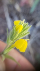 Castilleja lacera