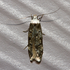 Endrosis sarcitrella