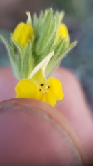 Castilleja lacera