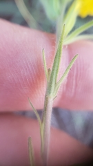 Castilleja lacera