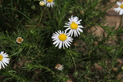 Felicia muricata muricata
