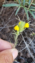 Castilleja lacera