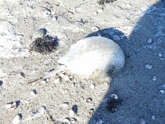 Limulus polyphemus
