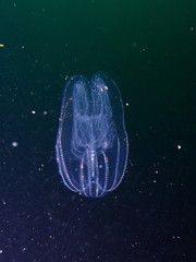 Bolinopsis microptera