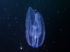 Bolinopsis microptera