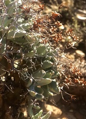 Tylecodon reticulatus
