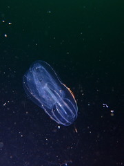 Bolinopsis microptera