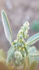 Chenopodium atrovirens
