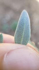 Chenopodium atrovirens