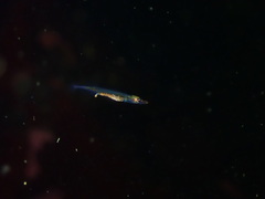 Aulorhynchus flavidus