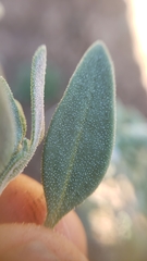 Chenopodium atrovirens