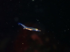 Aulorhynchus flavidus