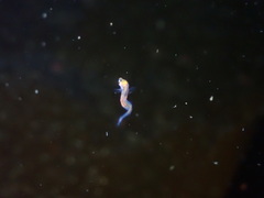 Aulorhynchus flavidus