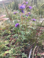 Phacelia franklinii