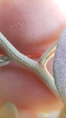 Chenopodium atrovirens