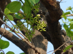 Cordia dichotoma