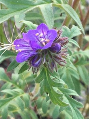 Phacelia franklinii