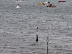 Pelecanus conspicillatus