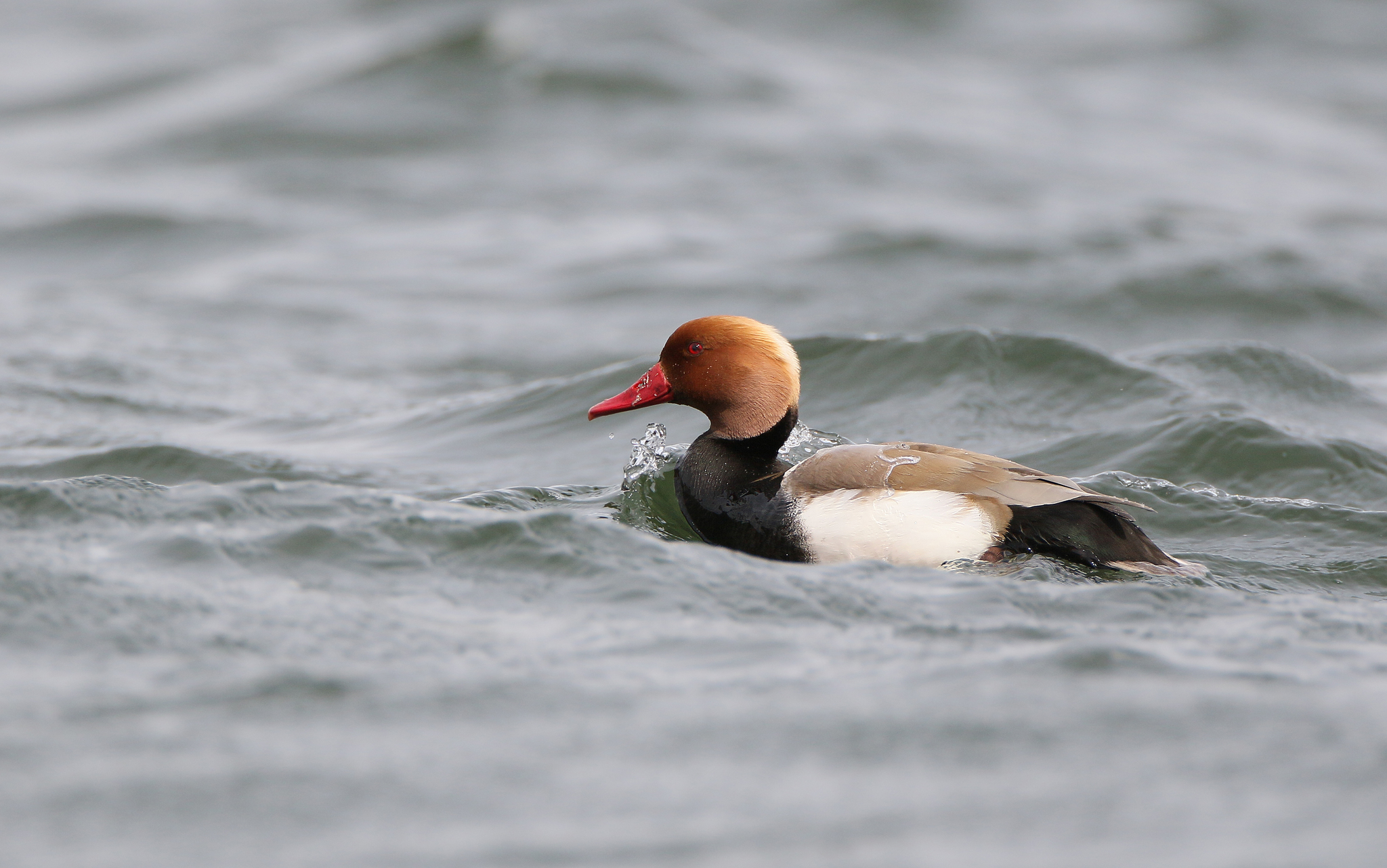 Red-crested Pochard (Netta rufina)